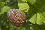 Bigleaf magnolia